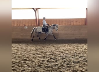 Hanoverian, Mare, 11 years, 16,1 hh, Gray