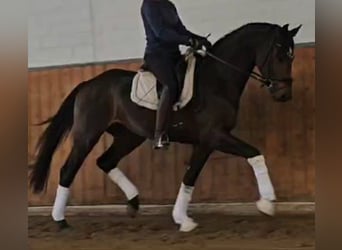 Hanoverian, Mare, 11 years, 16,1 hh, Smoky-Black