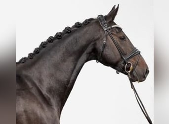 Hanoverian, Mare, 11 years, 16,1 hh, Smoky-Black