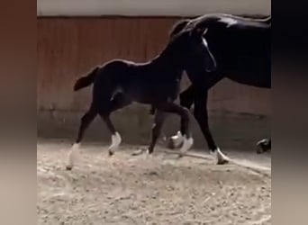 Hanoverian, Mare, 11 years, 16,1 hh, Smoky-Black