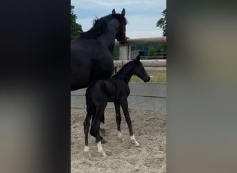 Hanoverian, Mare, 11 years, 16,1 hh, Smoky-Black