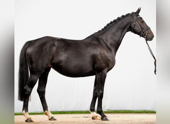 Hanoverian, Mare, 11 years, 16,1 hh, Smoky-Black