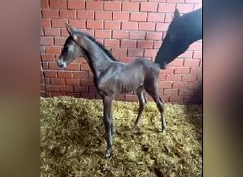 Hanoverian, Mare, 11 years, 16,1 hh, Smoky-Black