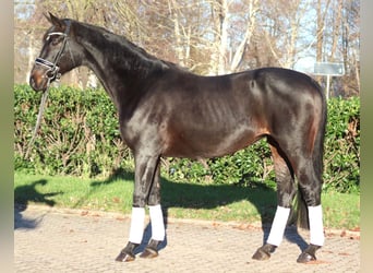 Hanoverian, Mare, 11 years, 16,2 hh, Bay-Dark