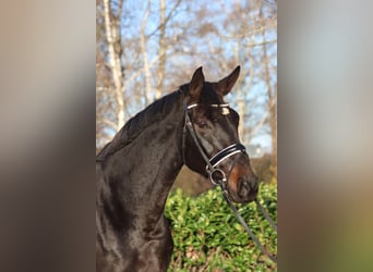 Hanoverian, Mare, 11 years, 16,2 hh, Bay-Dark