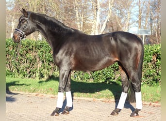 Hanoverian, Mare, 11 years, 16,2 hh, Bay-Dark