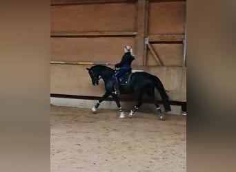 Hanoverian, Mare, 11 years, 16.2 hh, Black