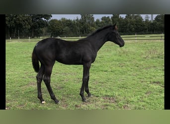 Hanoverian, Mare, 11 years, 16,2 hh, Black