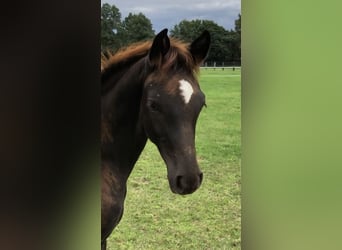 Hanoverian, Mare, 11 years, 16,2 hh, Black