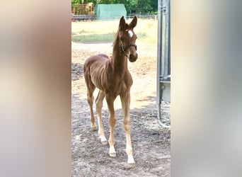 Hanoverian, Mare, 11 years, 16,2 hh, Black