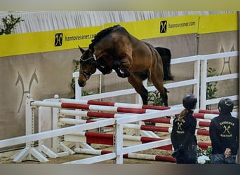 Hanoverian, Mare, 11 years, 16.2 hh, Brown