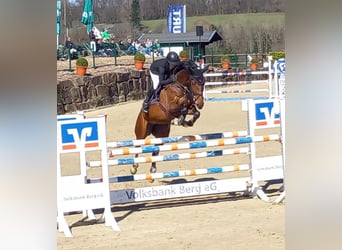 Hanoverian, Mare, 11 years, 16.2 hh, Brown
