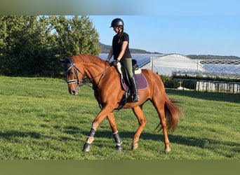 Hanoverian, Mare, 11 years, 16.2 hh, Chestnut-Red