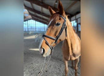 Hanoverian, Mare, 11 years, 16,2 hh, Chestnut-Red