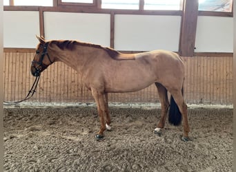 Hanoverian, Mare, 11 years, 16,2 hh, Chestnut-Red