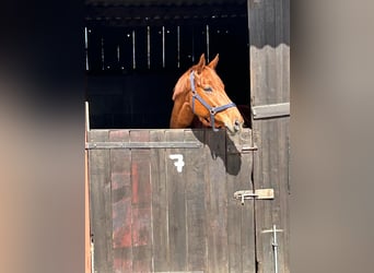 Hanoverian, Mare, 11 years, 16.2 hh, Chestnut-Red