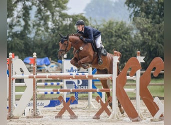Hanoverian, Mare, 11 years, 16.2 hh, Chestnut-Red