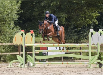 Hanoverian, Mare, 11 years, 16.2 hh, Chestnut-Red