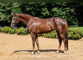 Hanoverian, Mare, 11 years, 16.2 hh, Chestnut-Red