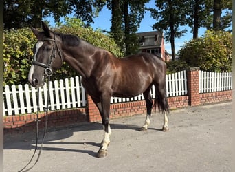 Hanoverian, Mare, 11 years, 16.2 hh