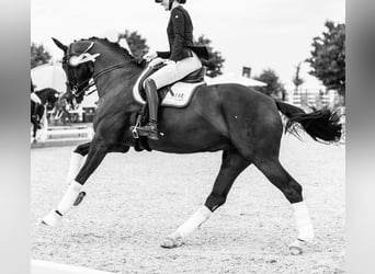 Hanoverian, Mare, 11 years, 16,3 hh, Black