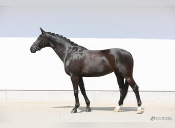 Hanoverian, Mare, 11 years, 16,3 hh, Black