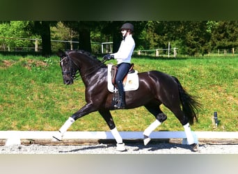 Hanoverian, Mare, 11 years, 16,3 hh, Black