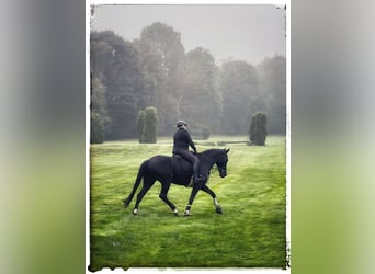 Hanoverian, Mare, 11 years, 16.3 hh, Black