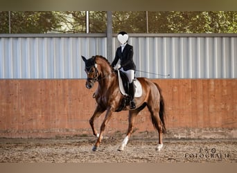 Hanoverian, Mare, 11 years, 16.3 hh, Chestnut-Red