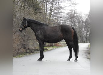 Hanoverian, Mare, 11 years, 16 hh, Bay-Dark
