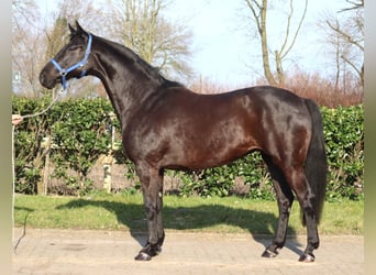 Hanoverian, Mare, 11 years, 16 hh, Black