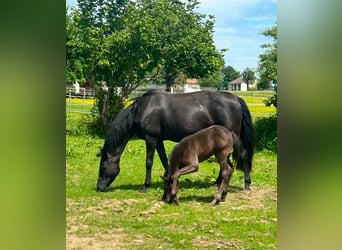 Hanoverian, Mare, 11 years, 16 hh, Black