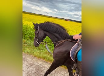 Hanoverian, Mare, 11 years, 16 hh, Black