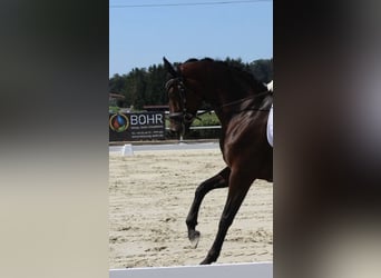 Hanoverian, Mare, 11 years, 16 hh, Brown