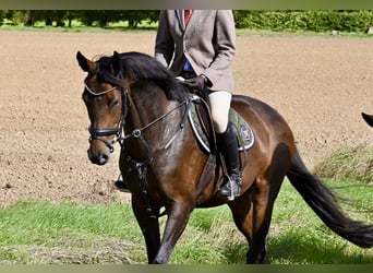 Hanoverian, Mare, 11 years, 16 hh, Brown