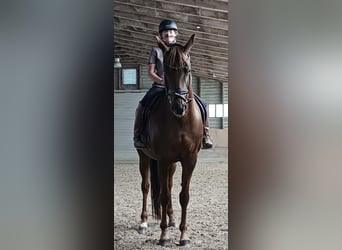 Hanoverian, Mare, 11 years, 16 hh, Chestnut