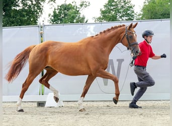 Hanoverian, Mare, 11 years, 16 hh, Chestnut-Red