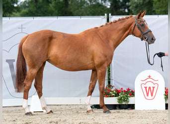 Hanoverian, Mare, 11 years, 16 hh, Chestnut-Red