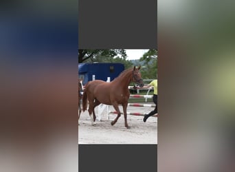 Hanoverian, Mare, 11 years, 16 hh, Chestnut-Red