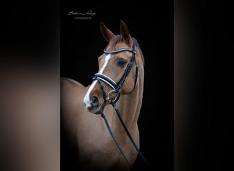 Hanoverian, Mare, 11 years, 16 hh, Chestnut-Red