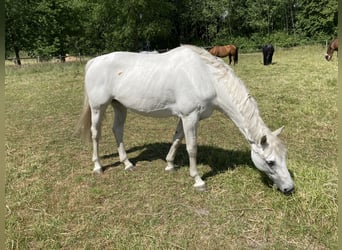 Hanoverian, Mare, 11 years, 16 hh, Gray