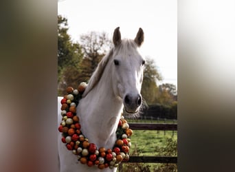 Hanoverian, Mare, 11 years, 16 hh, Gray