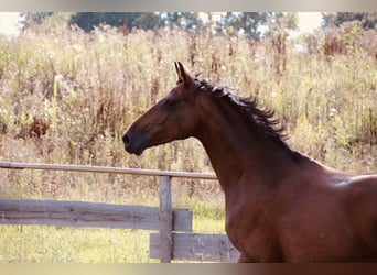 Hanoverian, Mare, 11 years, 16 hh