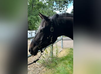 Hanoverian, Mare, 11 years, 16,1 hh, Bay-Dark
