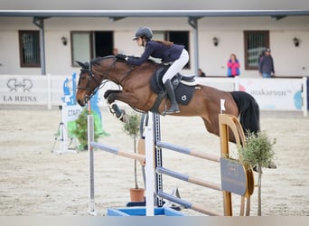 Hanoverian, Mare, 11 years, 16,1 hh, Bay