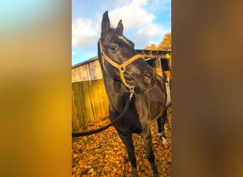 Hanoverian, Mare, 11 years, 16,1 hh, Black