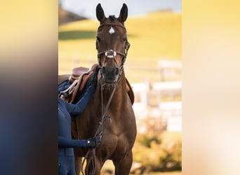 Hanoverian, Mare, 11 years, 16,1 hh, Brown