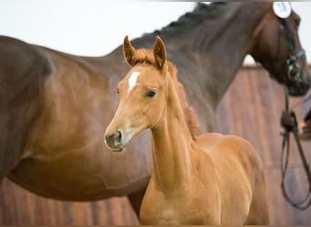 Hanoverian, Mare, 11 years, 16,1 hh, Chestnut-Red