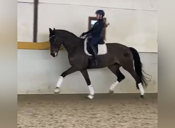 Hanoverian, Mare, 11 years, 16,2 hh, Bay-Dark