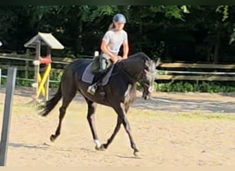 Hanoverian, Mare, 11 years, 16,2 hh, Black